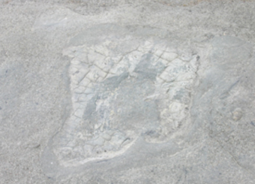 足跡化石
